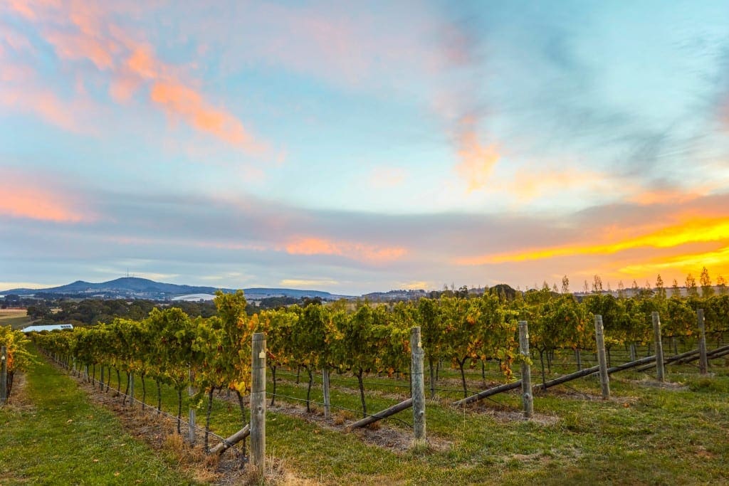 Sunset at Swinging Bridge Wines, Orange.