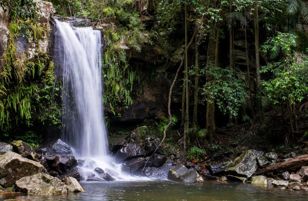 tamborine mountain national park