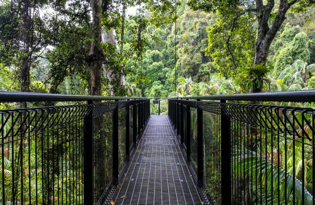 Tamborine Mountain Rainforest Skywalk tamborine mountain