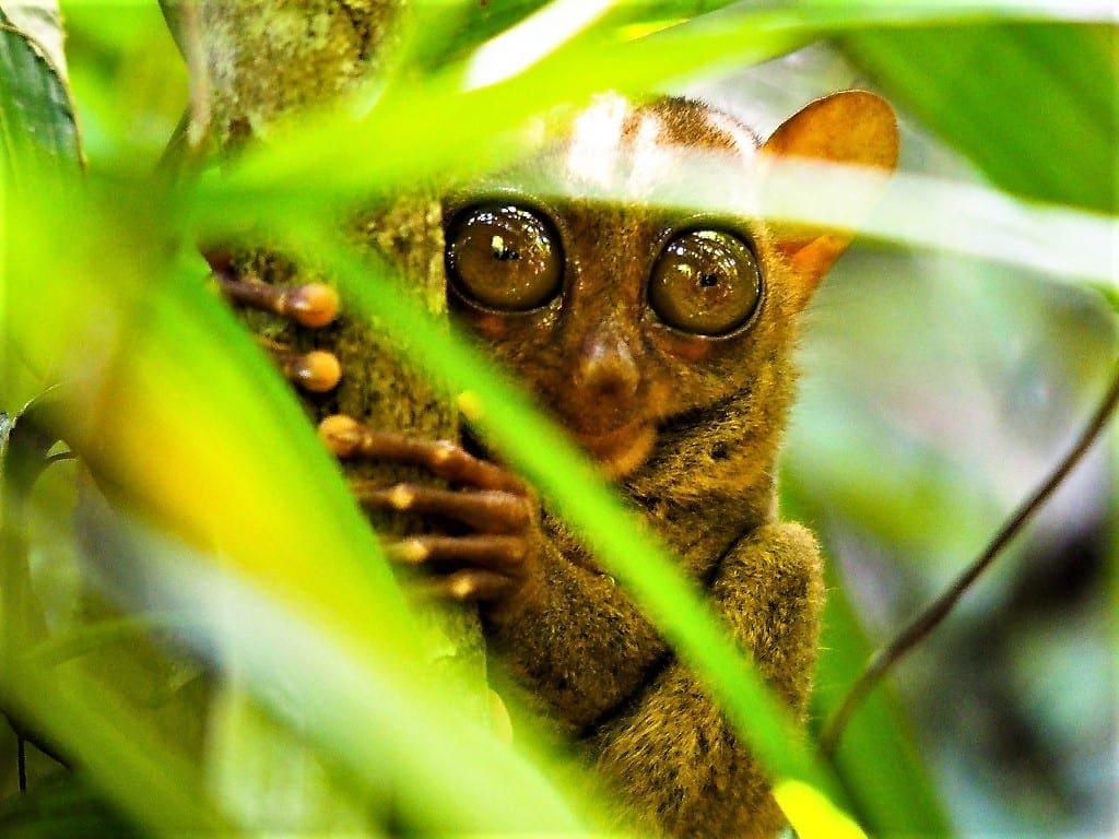 The incredibly cute tarsier