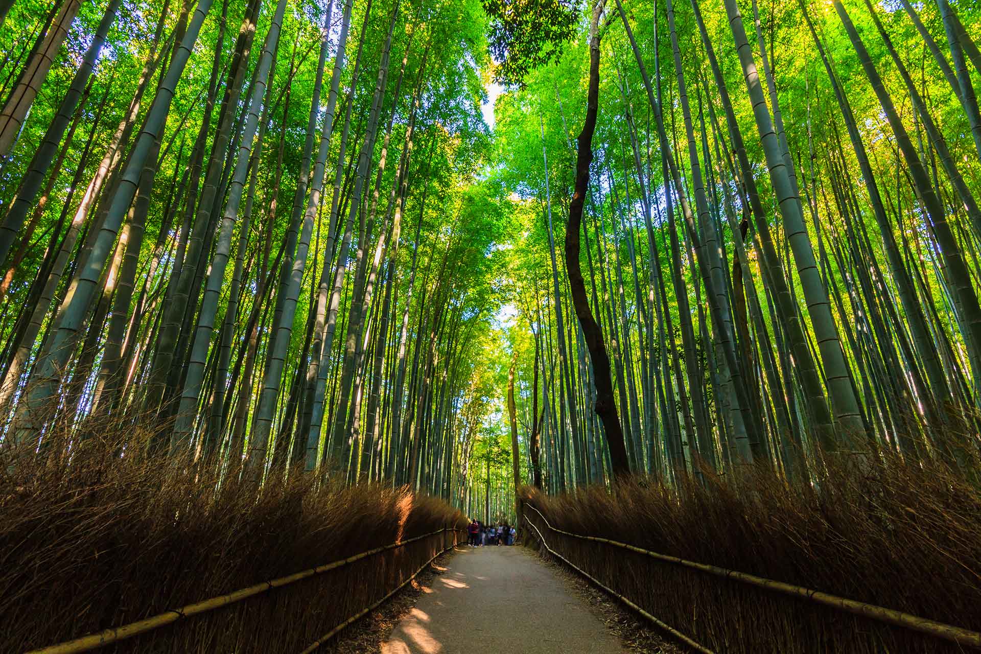 Arashiyama bamboo groves, one of the best natural sites to visit in Japan