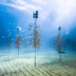 Underwater coral nursery_Credit Coral Restoration Foundation