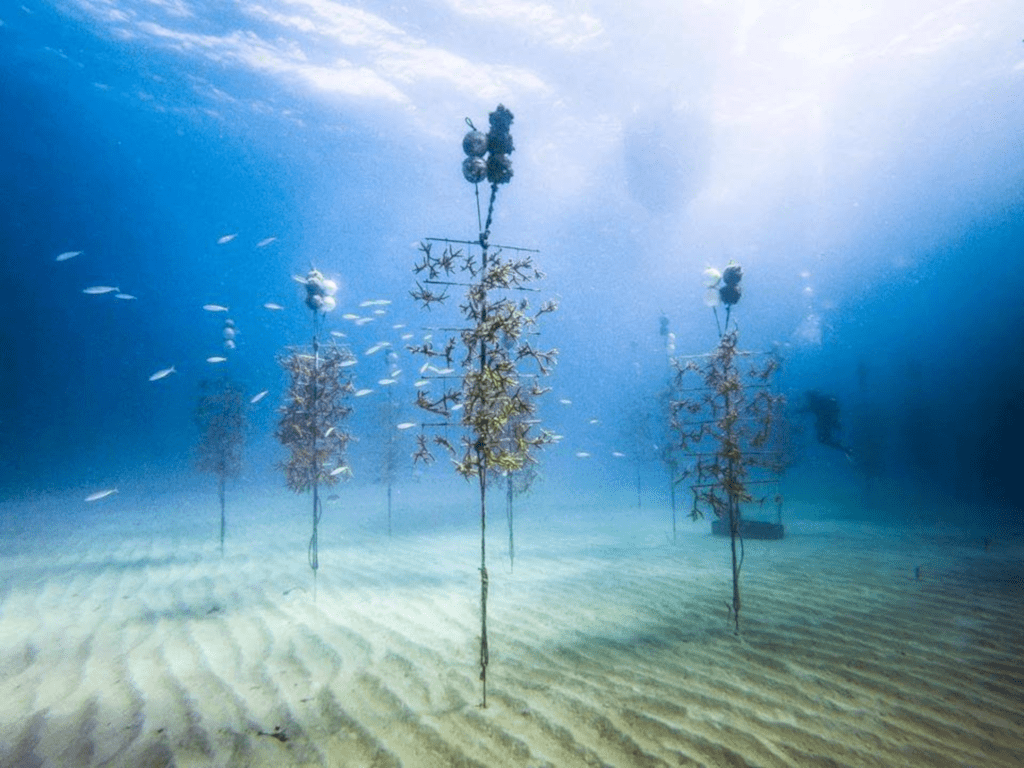 Underwater coral nursery_Credit Coral Restoration Foundation