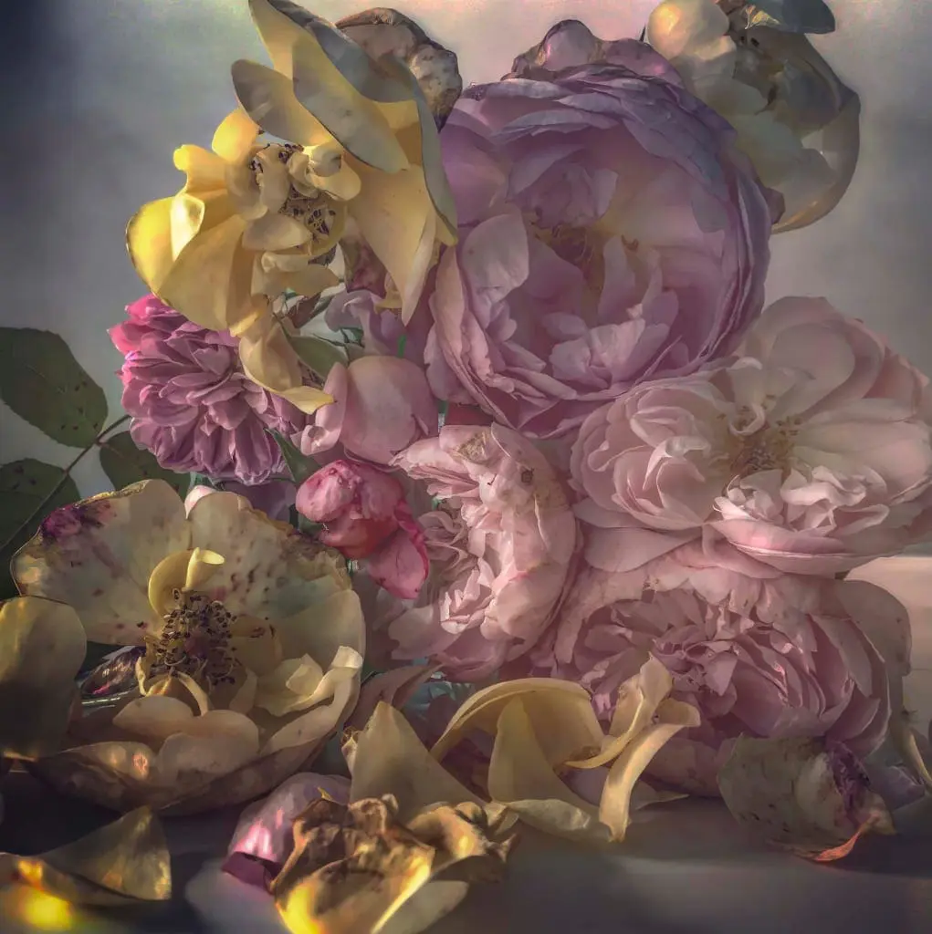 Nick Knight Roses