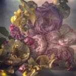 Up Close with Nick Knight Roses From My Garden