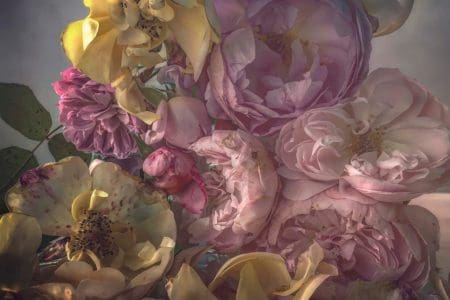 Nick Knight Roses