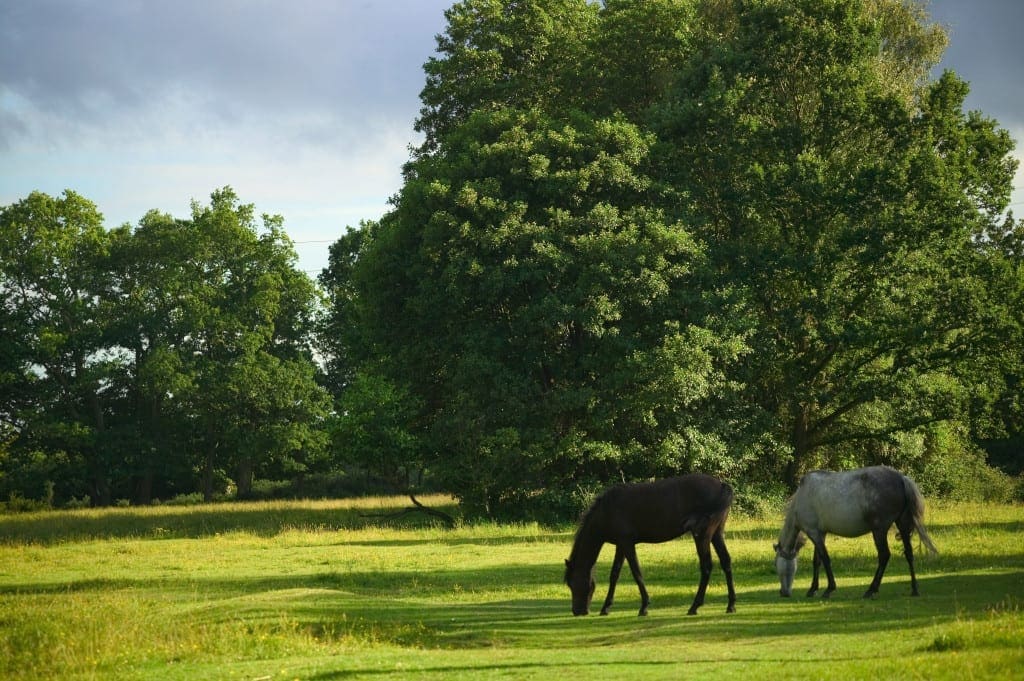 Is the New Forest the perfect UK summer staycation?