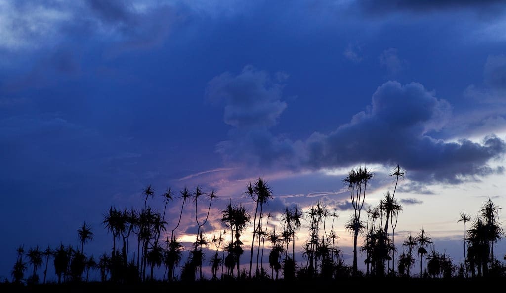 Grass trees at dusk near Bawaka Homeland, Port Bradshaw.