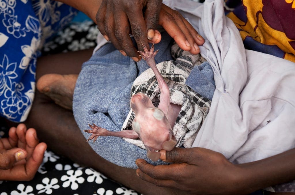 Young Aboriginal children looking after an orphaned kangaroo , Outback, Nyinyikay Homeland, East Arnhem Land, Northern Territory, Australia.