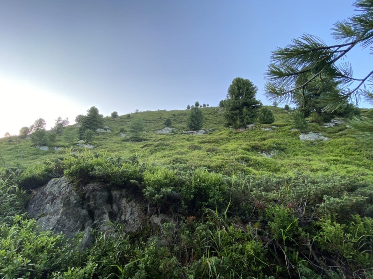 The Aletsch Forest