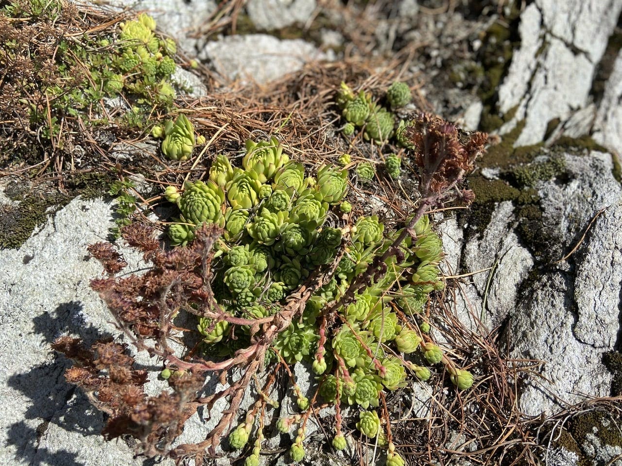 Some of the many species of Alpine flora