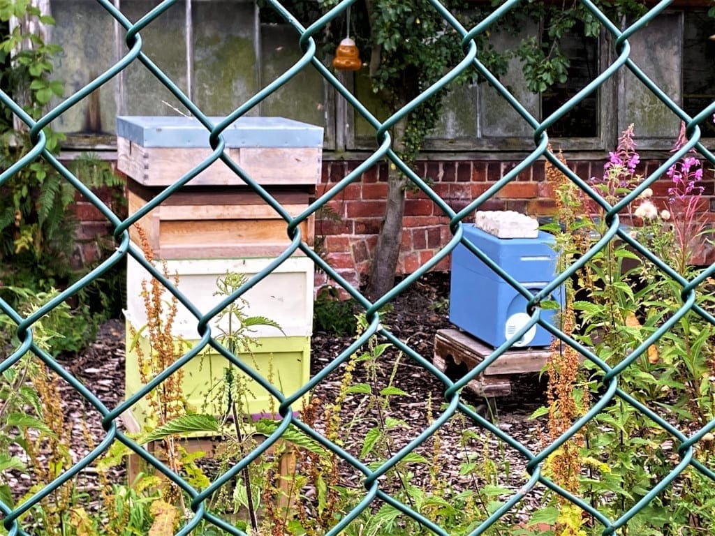 Bee hives produce local honey