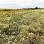 1066 Country Walk