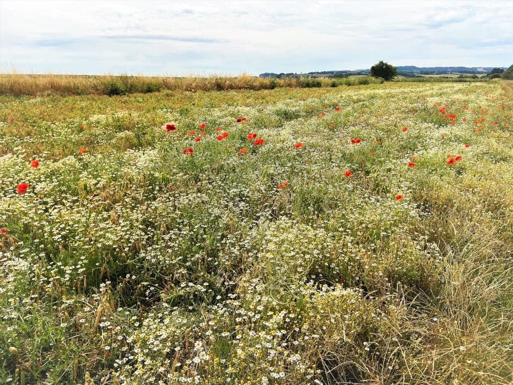 1066 Country Walk