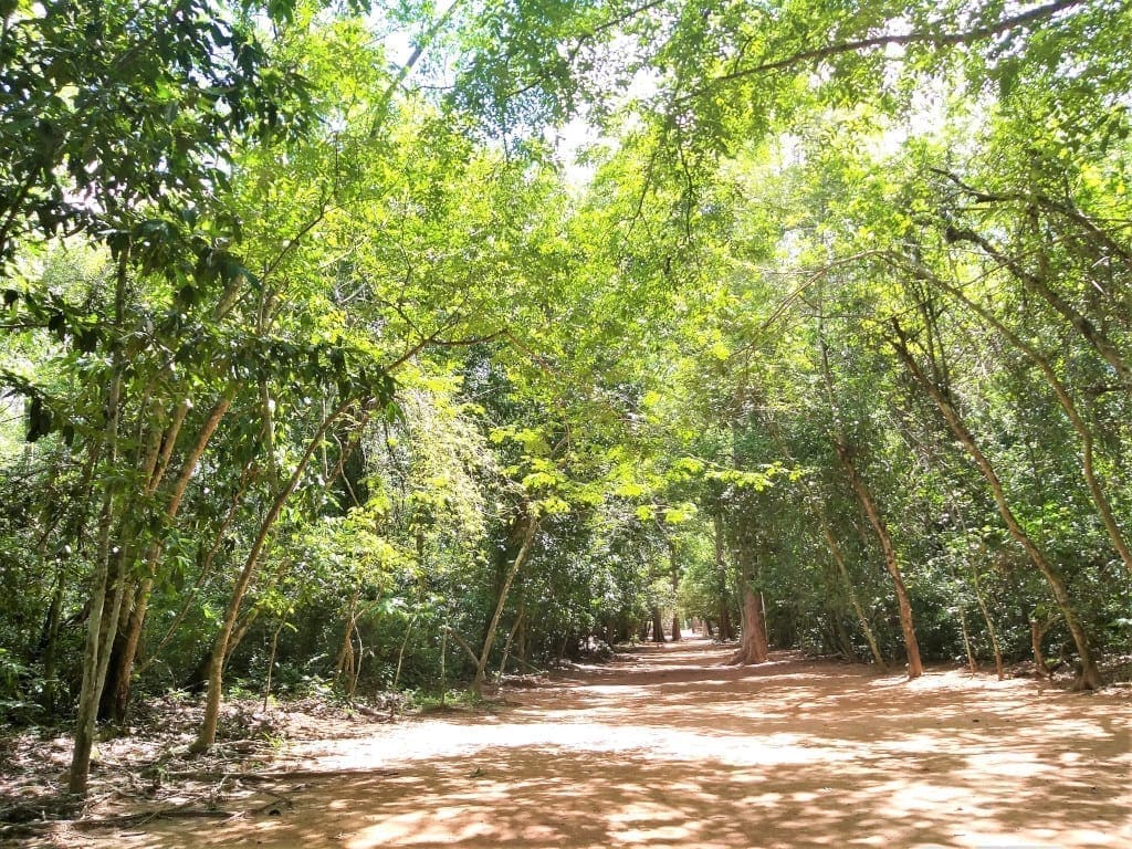 The walkway to Ta Prohm, like it owuld have been centuries ago.