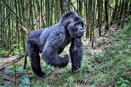 Celebrate World Gorilla Day with Rwanda