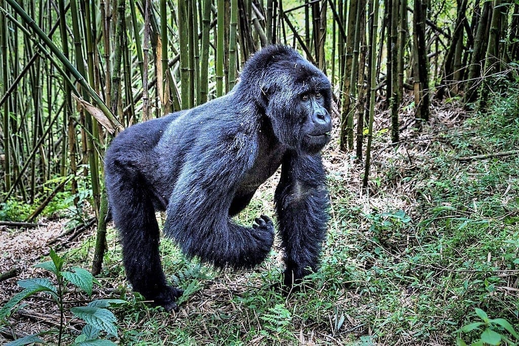 World Gorilla Day Rwanda