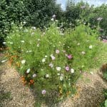 The wonderful colours of Houghton Lodge Gardens