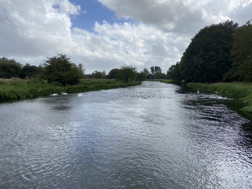 Swans on the river Test