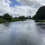 Swans on the river Test