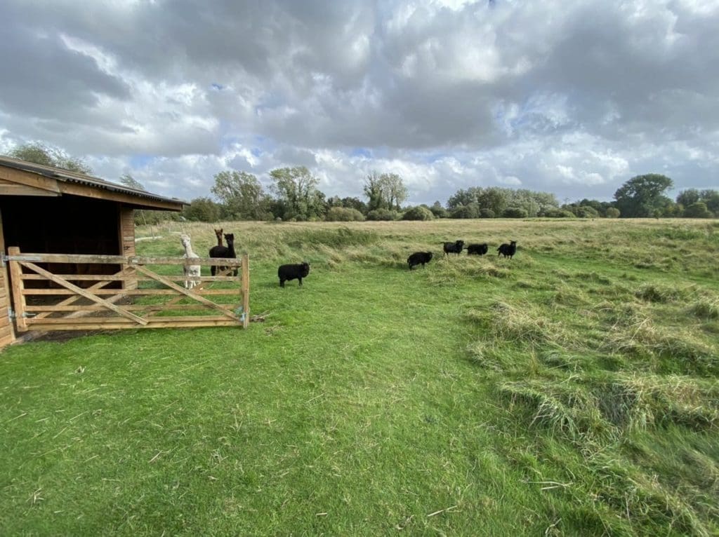 Apacas and Shetland sheep at Houghton Lodge