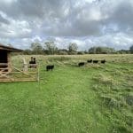 Apacas and Shetland sheep at Houghton Lodge