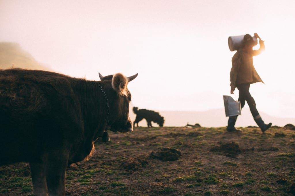 Scotland cows