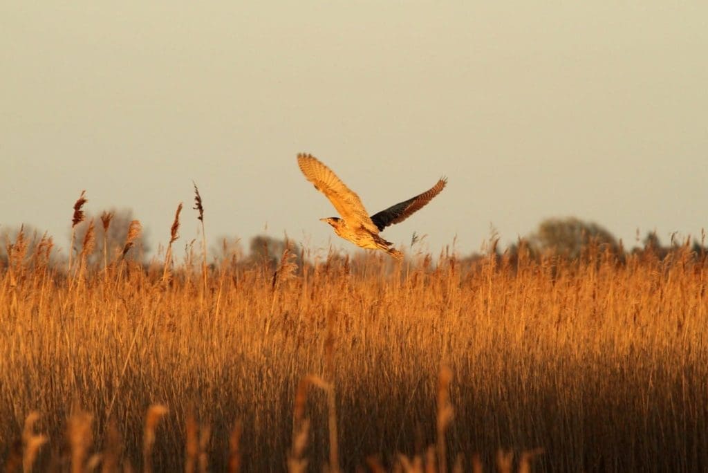 Hickling Broad from the Norfolk Wildlife Trust