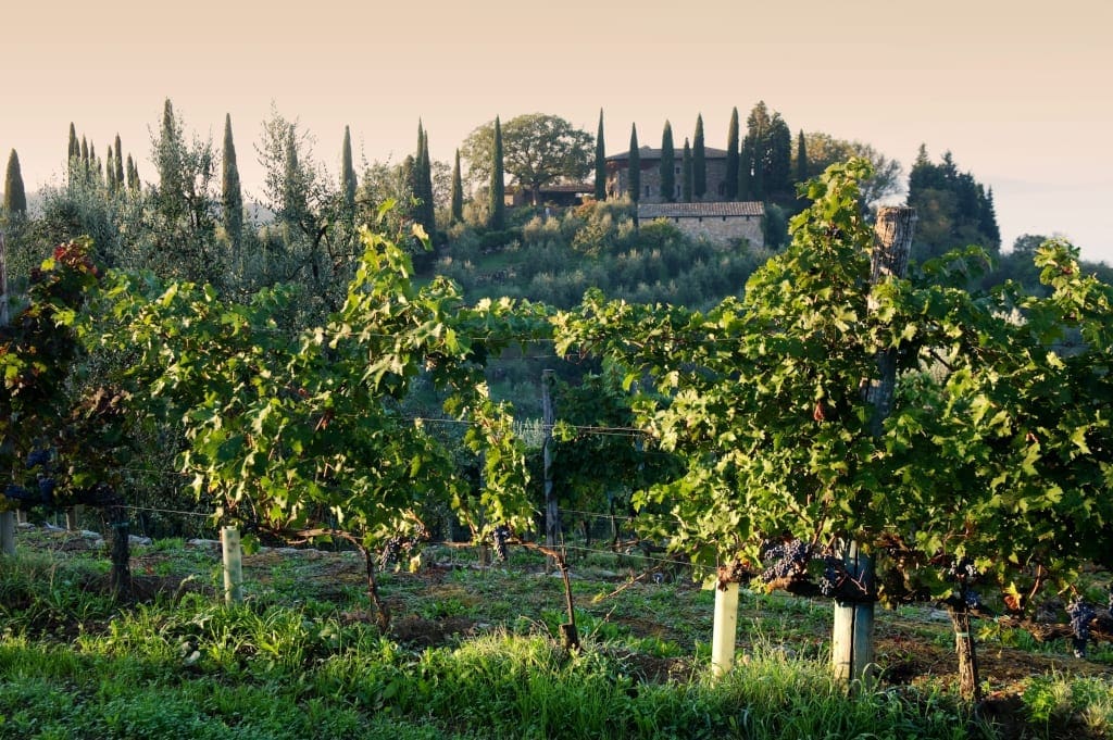 Gagliole Vineyards