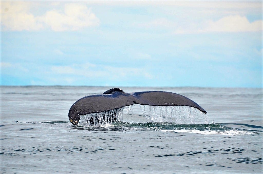 Colombia has a host of wildlife, not all of it on land