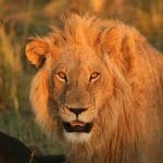 Rewilding and the Rise of Regenerative Travel