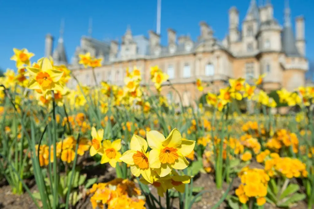 Daffodils at Waddesdon. Photo Derek Pelling © National Trust, Waddesdon Manor