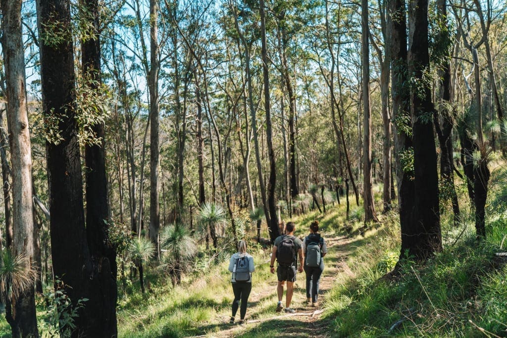 Guided nature walk along Spicers Scenic Rim Trail