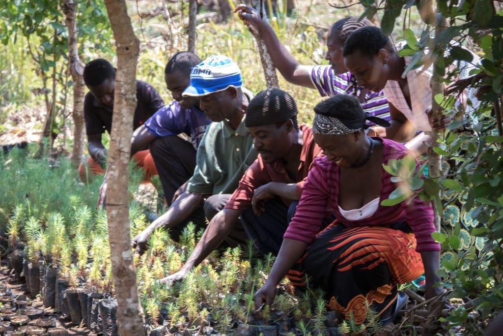 Temwa Tree Planting