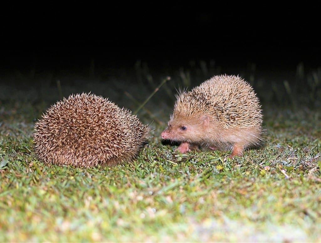 Alderney Hedgehogs by Martin Batt