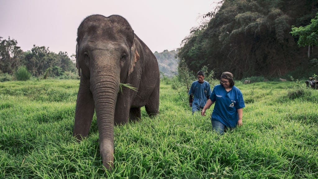 Anantara Golden Triangle Elephant Camp & Resort - Dr Nissa with Giant (1)