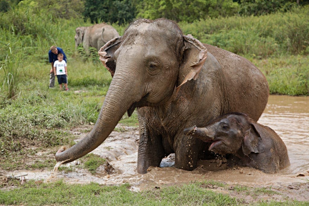 Anantara Golden Triangle Elephant Camp & Resort - Walking with Giants Experience