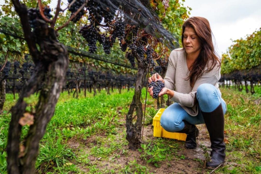 Lydia Tomek, Ravine Vineyards, Ontario International Women’s Day 2021