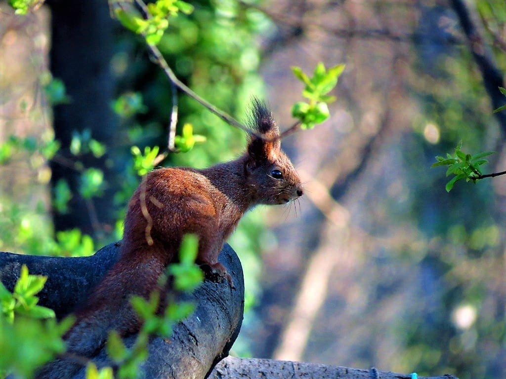 Red Squirrel credit Gabor Vereb