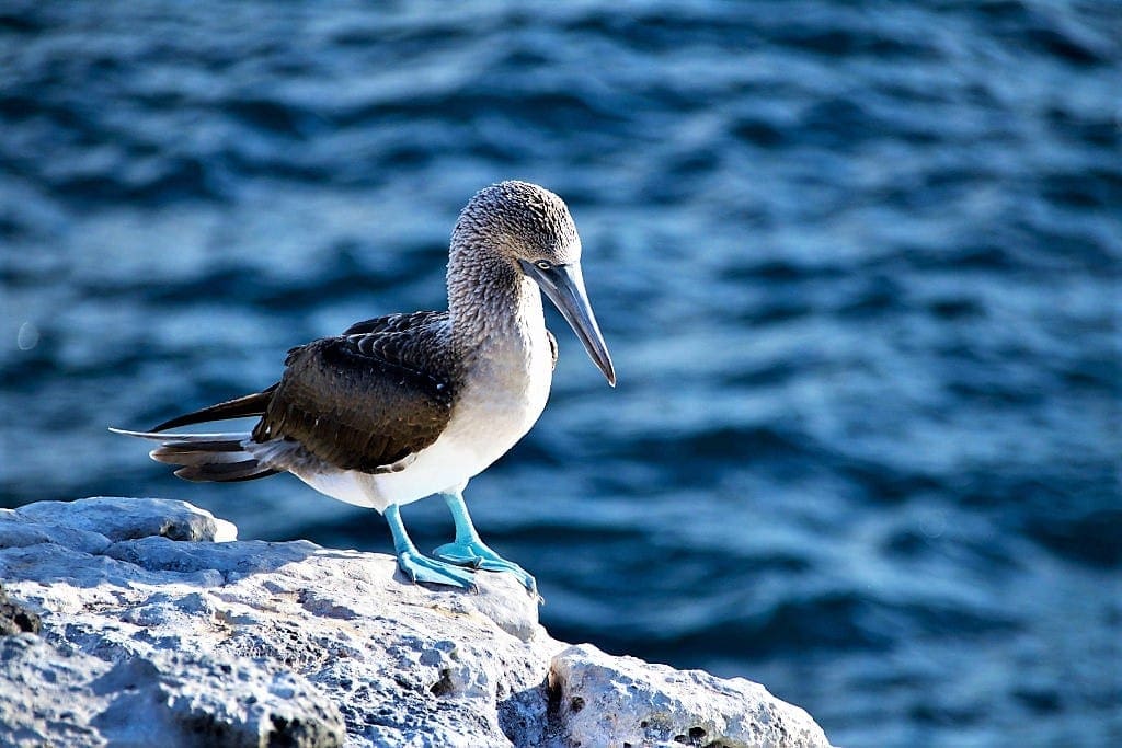 Riviera Nayarit, Blue Footed Booby (1)