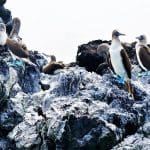 Alternative World Wildlife Day Wish List