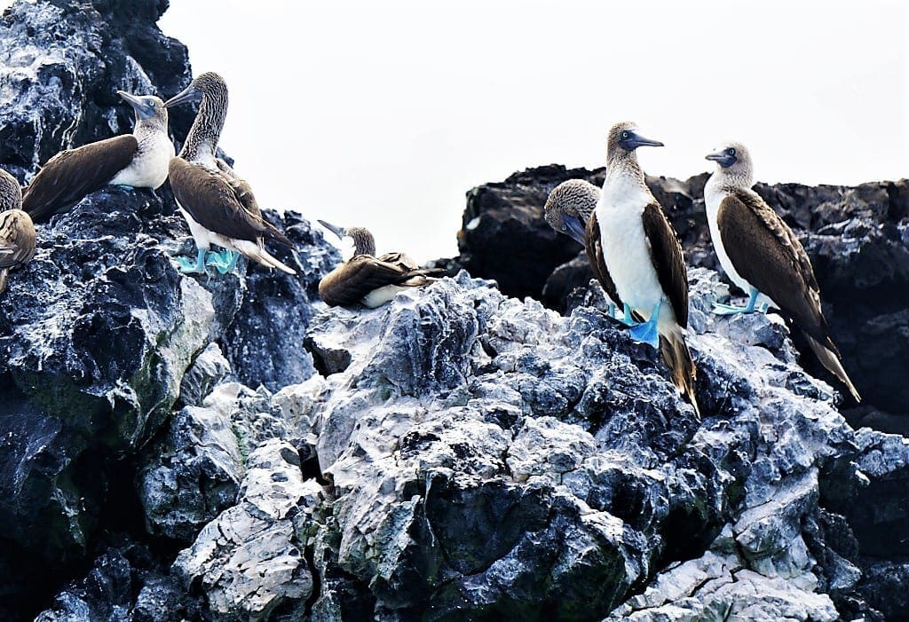 World Wildlife Day Riviera Nayarit, Blue Footed Booby