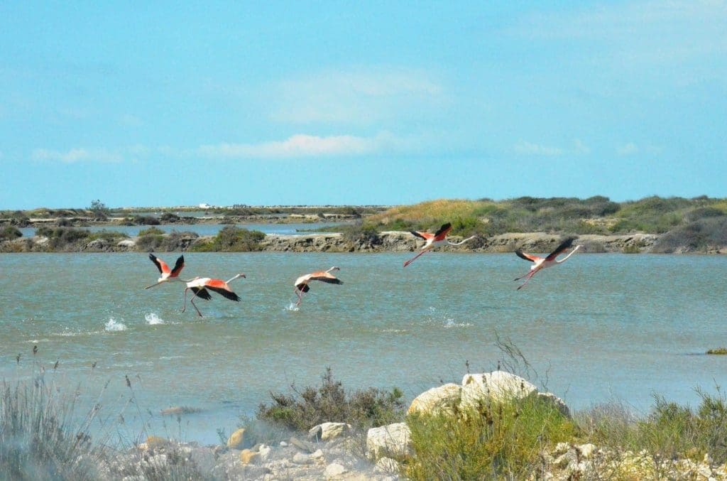 Mediterranean Natural Parks with MEET