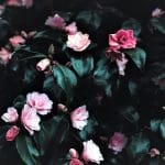 Where to See Spring Flowers in the US