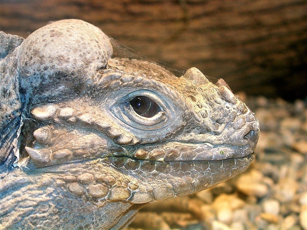 Rhinoceros Iguana