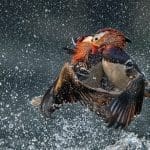 TPOTY 2020 Winners ©Wenming Tang/tpoty.com
