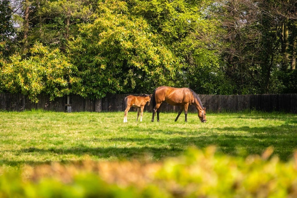 National Stud_mare and foal grazing_PLEASE CREDIT Discover Newmarket