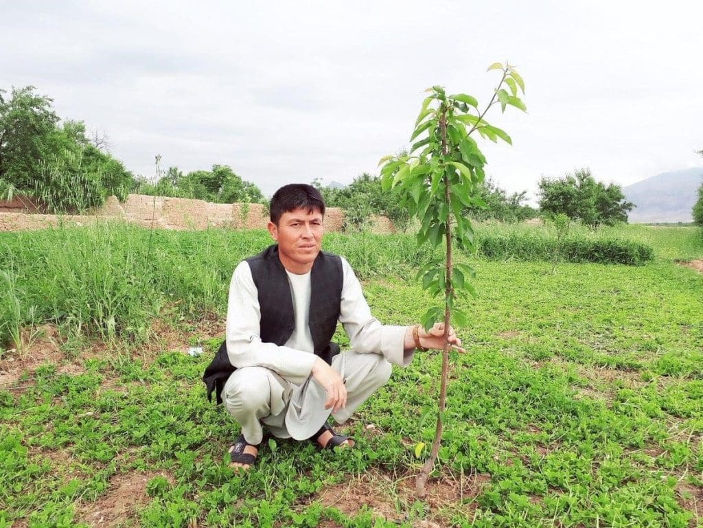 Afghan tree planting