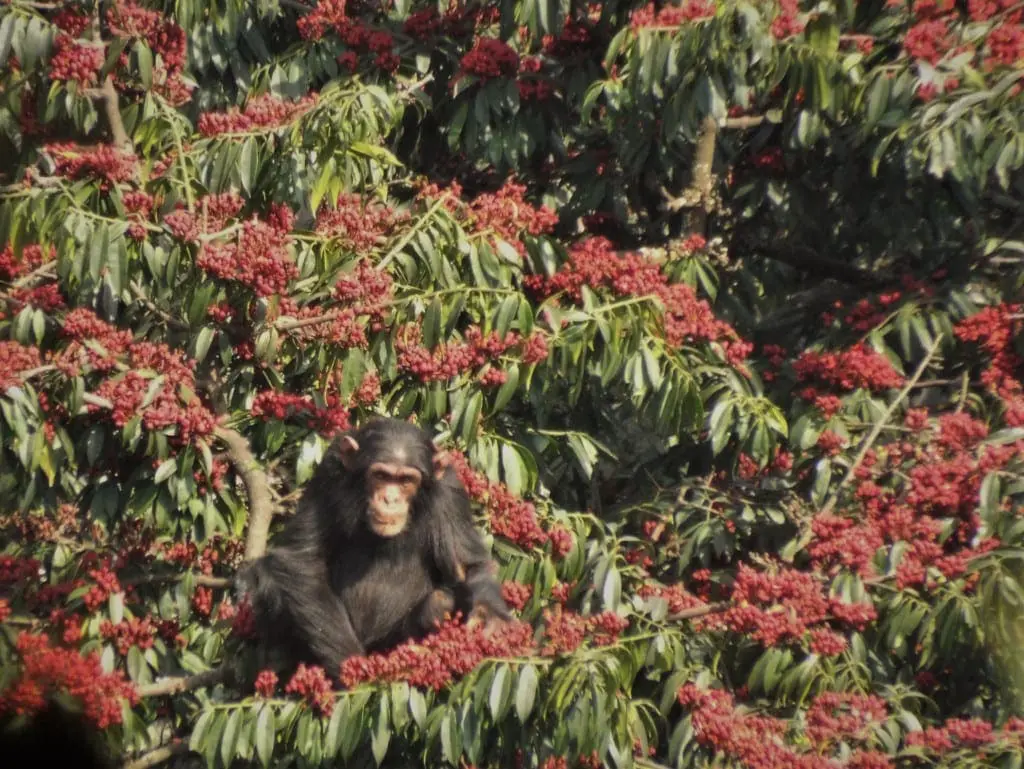 Chimpanzees iin Rwanda’s Gishwati-Mukura National Park