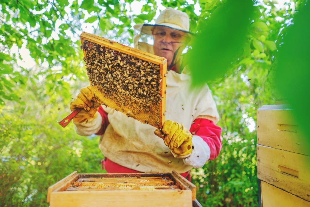 Bees are essential for biodiveristy top for Sustainable Tourism